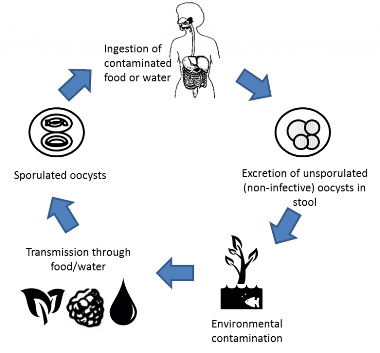 Cyclospora Outbreak The Lange Law Firm, PLLC