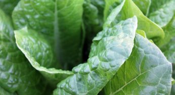 Yes! You Can Protect Yourself During an E. coli Outbreak