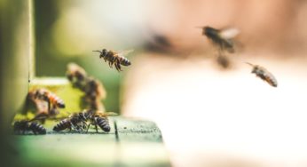 Tale as Old As Time: Bacteria and the Bee