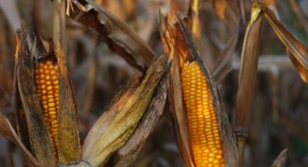 We Are Obsessed with GMOs, But What The Heck Are They?