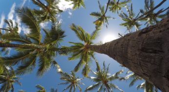 Legionnaires’ Disease Takes a Life in Hawaii