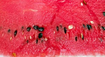 The Melon Muddle: Massive Recall of Pre-Cut Fruits Due to Salmonella