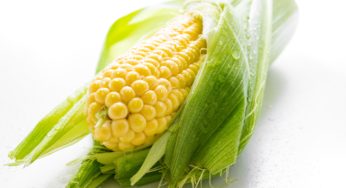 Labeling GMOs