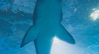 It’s Shark Week!