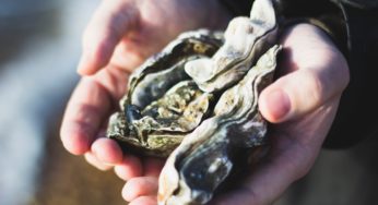 Vibrio in Oysters – Another Life Lost