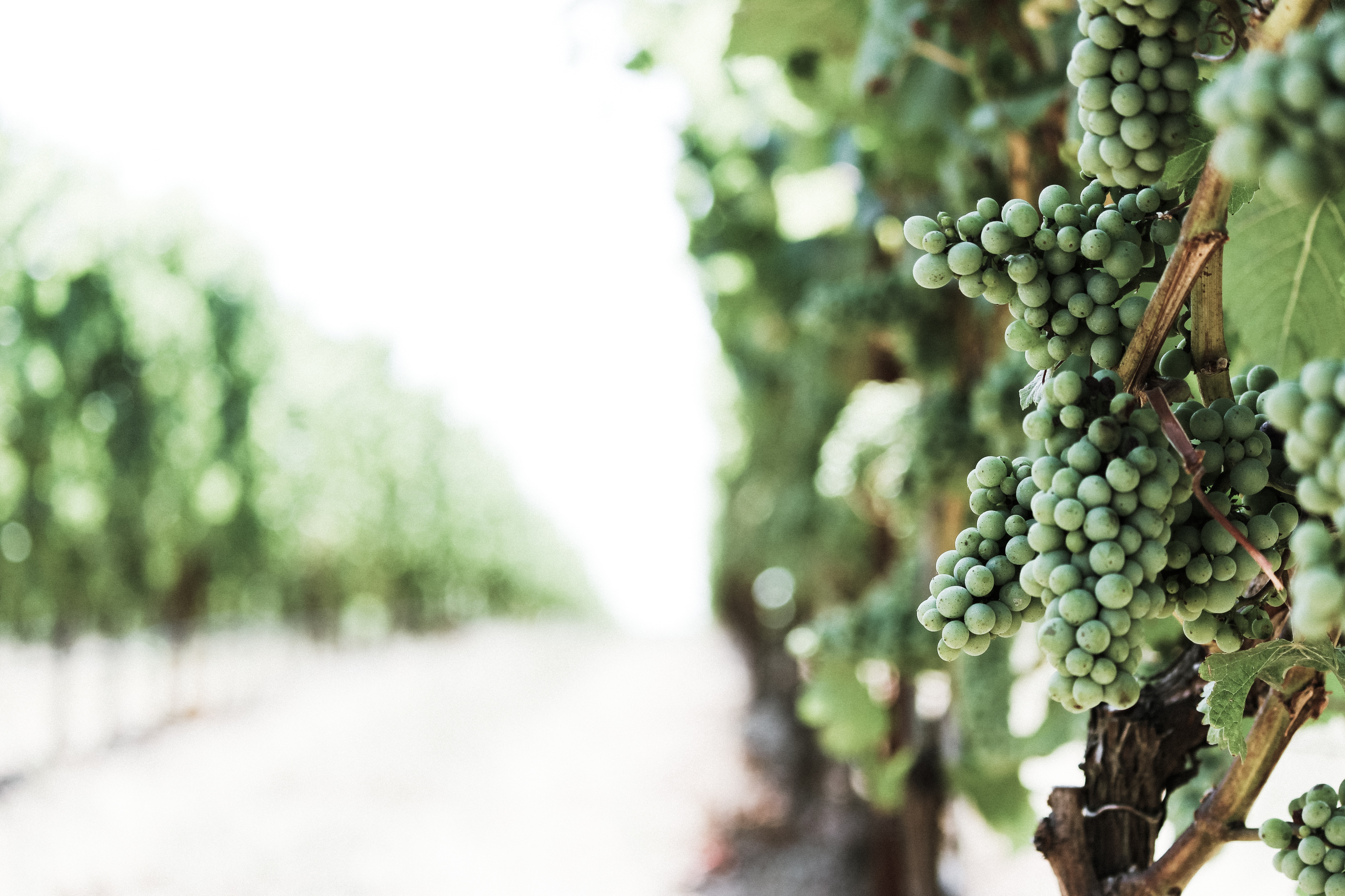 Grapes on vine