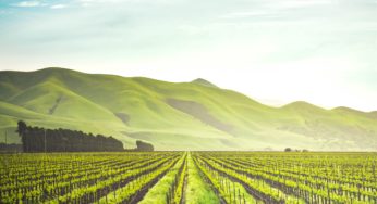 Crops and Flood Waters – Is The Food Safe?