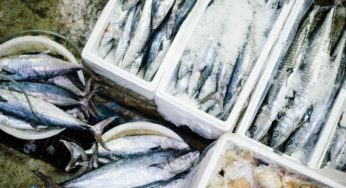 Fukushima & The Myth of Radioactive Seafood