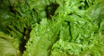 E. coli in Romaine Lettuce Again? Yuma Growing Region Begins