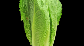Poking Fun at the Lettuce Outbreak – Why I Am OK With It