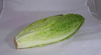 New Romaine E coli Outbreak: Irrigation This Time?