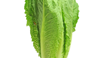 Michigan Cases Up in Romaine Ecoli Outbreak