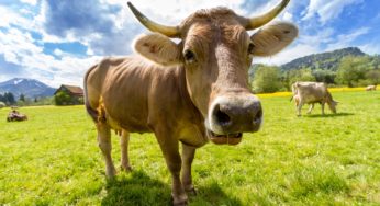 Cow Cuddling is the New Goat Yoga
