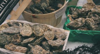 Once Upon a Vibrio Oyster