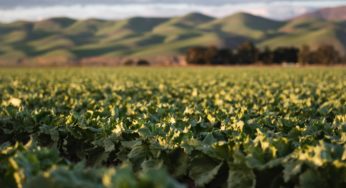 Source in Romaine Lettuce E coli Outbreak FOUND!