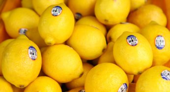 Hold That Lemon! Lemon Food Safety is a Thing