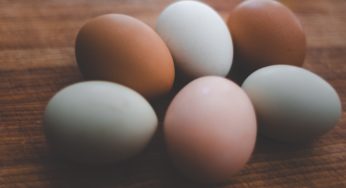 It’s Everywhere!! A Spotlight on the 2018 Salmonella Outbreaks
