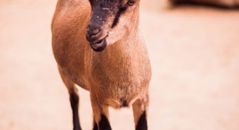 Goat Meat – The Most Popular Protein in the World?