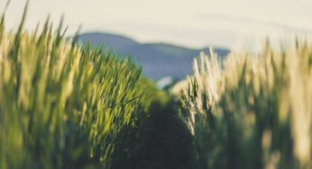 Mutagenesis is a GMO (Says European Court)