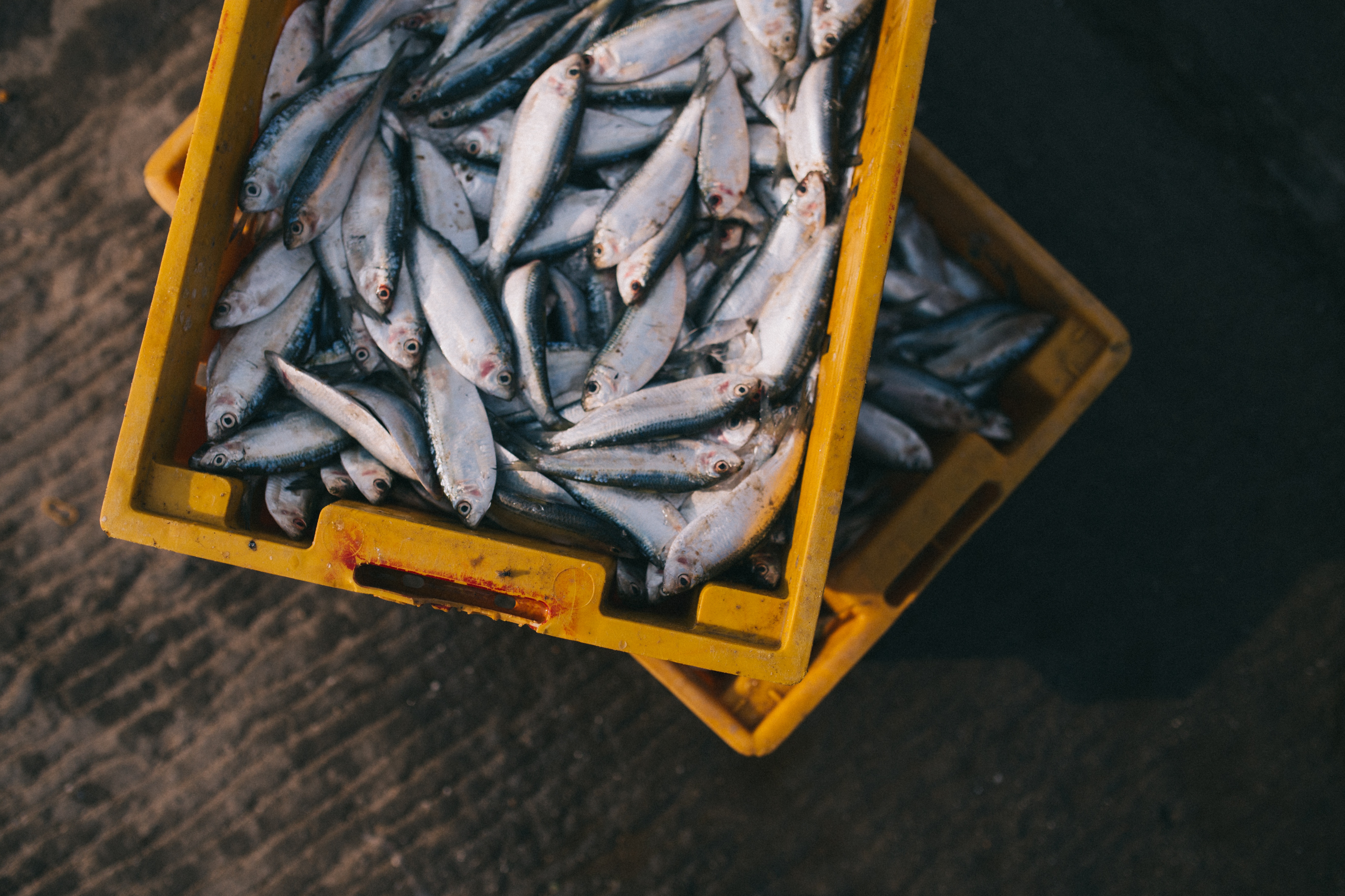 Fish in bucket