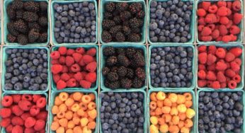 i3 & Ecoberries – Food Safety Tech