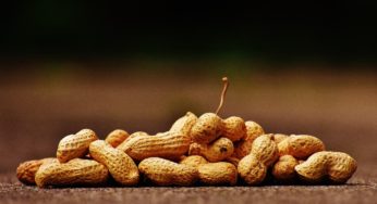 A Peanut Allergy Cure on the Horizon?