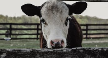 Do You Have Brucella? Pennsylvania Miller’s Biodiversity Farm Linked to Brucella in 19 States