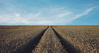 What Are the Health Risks of Pesticide Residue on Food?