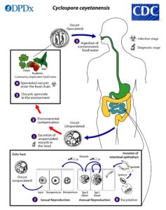 CDC Cyclospora Diagram