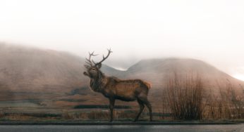 Roadkill or Cuisine? If You Eat It, Eat It Safely