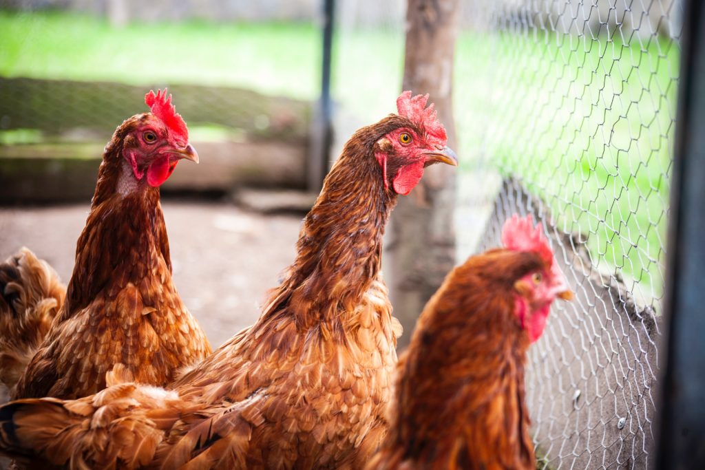 2019 Backyard Poultry Salmonella Outbreak