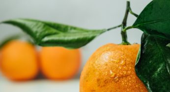 What Do Climate Change, Fruit Flies and Food Poisoning Have Common?