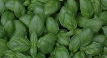 Basil Cyclospora Outbreak