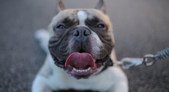 Pet Treat Salmonella Recall