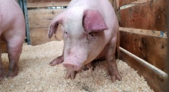 Minnesota State Fair Ecoli Outbreak