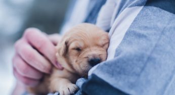 Raw Pet Food Danger to Humans
