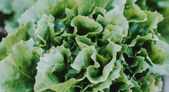 Maryland Ecoli Outbreak Goes Multistate – Are We Dealing with Romaine Again?
