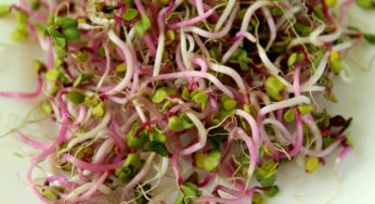 Iowa Ecoli Sprouts Outbreak – Hy Vee Food Stores, Fareway Food Stores and Jimmy John’s Among Retailers