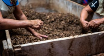 Compost Food Safety