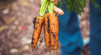 Gardening & Food Safety