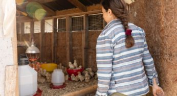 Death Reported in Backyard Chickens Salmonella Outbreak
