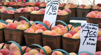 Peaches Salmonella Outbreak