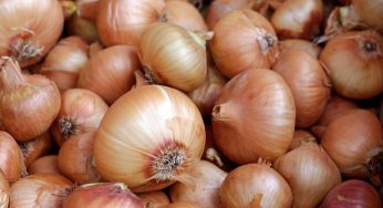Texas Lawyer Helping Victims in Salmonella Onions Outbreak