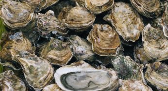 Man Tragically Dies After Eating Missouri Vibrio Raw Oysters