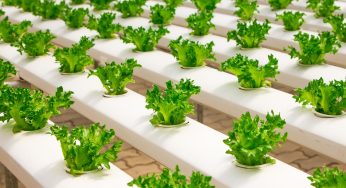 New Hydroponic Plasma Technology Kills E. coli, May Revolutionize the Industry