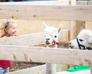 STEC Outbreak at Appalachian Fairgrounds Leaves Child Brain Damaged and At Least Eight Hospitalized www.MakeFoodSafe.com