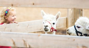 STEC Outbreak at Appalachian Fairgrounds Leaves Child Brain Damaged and At Least Eight Hospitalized