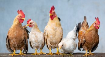 Oregon Newborn Indirectly Sickened with Salmonella from Backyard Chickens