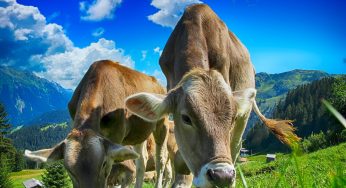 Bird Flu Detected in Dairy Cows in Idaho, Kansas, New Mexico, and Texas. What Does This Mean for the Milk Supply?