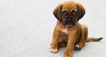 New Data Suggests that Pets Can Carry Superbugs and Can Transfer Them to Their Human Owners